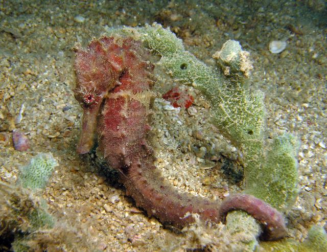 Hippocampus moluccensis1.jpg